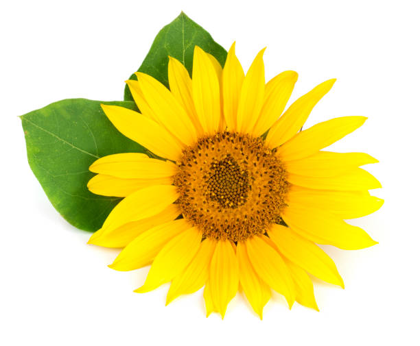 istock sunflower with leaves isolated on white background close-up 824994936