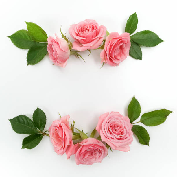 istock Round frame made of pink roses, green leaves, branches, floral pattern on white background. Flat lay, top view. 824994968