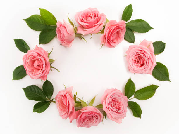 Round frame made of pink roses, green leaves, branches, floral pattern on white background. Flat lay, top view.