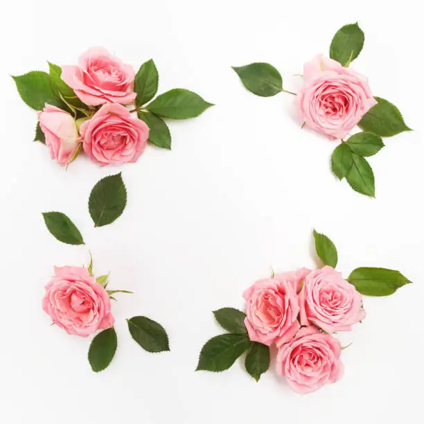 Frame made of pink roses, green leaves, branches, floral pattern on white background. Flat lay