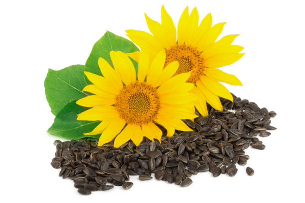 istock Two sunflowers with seeds and leaves isolated on white background 824995372