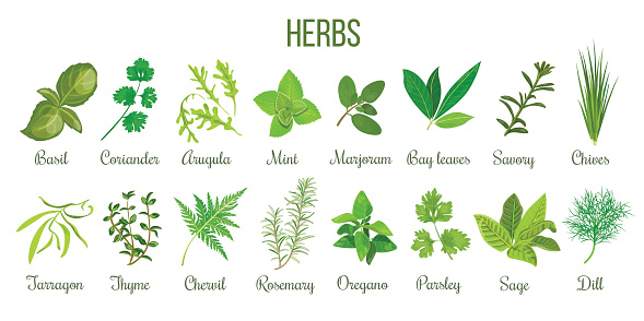 Big icon set of popular culinary herbs. realistic style. Basil, coriander, mint, rosemary, basil, sage, thyme, parsley etc. For cosmetics, store, health care, tag label, food design