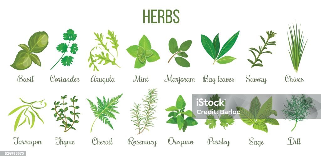 Big set of realistic culinary herbs. sage, thyme, rosemary, basil Big icon set of popular culinary herbs. realistic style. Basil, coriander, mint, rosemary, basil, sage, thyme, parsley etc. For cosmetics, store, health care, tag label, food design Herbal Medicine stock vector