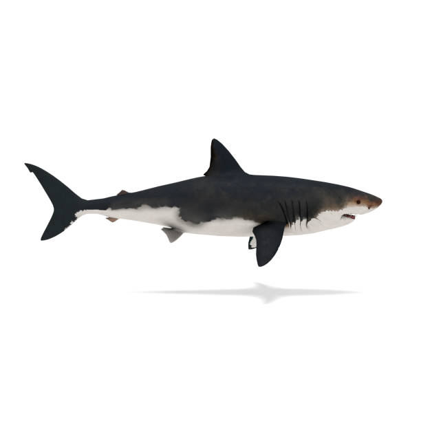 istock Side view of shark isolated on white 3d rendering 824995620