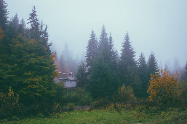 istock Golden forest with fog and warm light 824997936