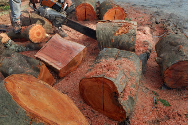 istock Deforestation, Cutted trees from the forest in Thailand and Southeast Asia. 824998188