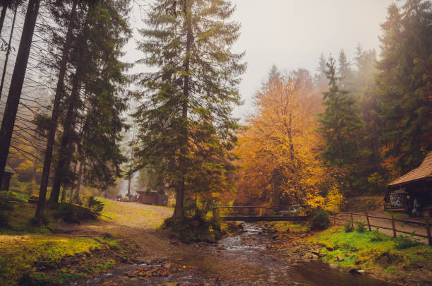 istock Golden forest with fog and warm light 824998574