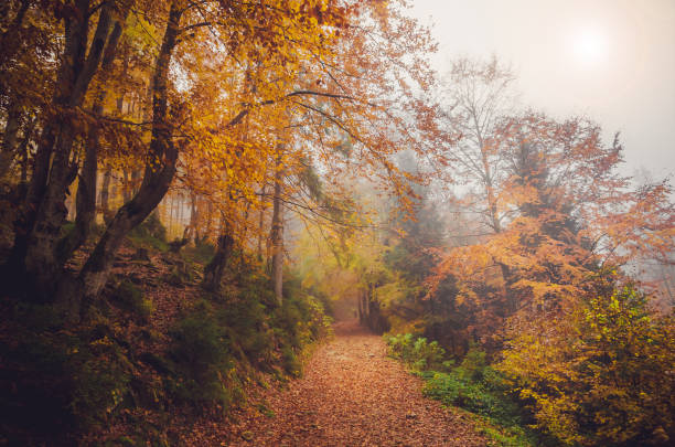 istock Road through a golden foggy forest 824999046