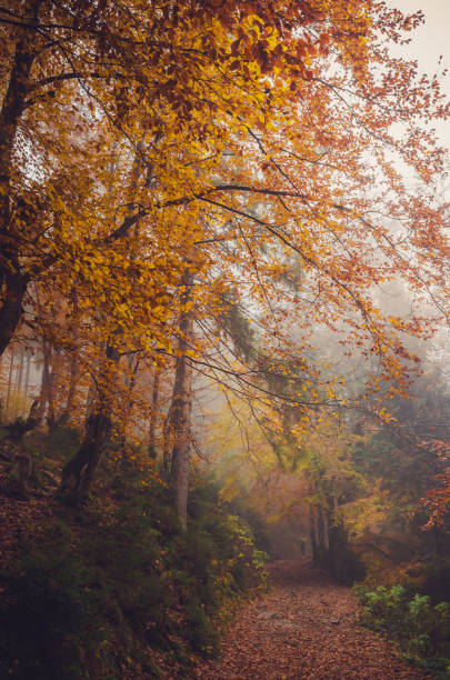 istock Road through a golden foggy forest 824999150