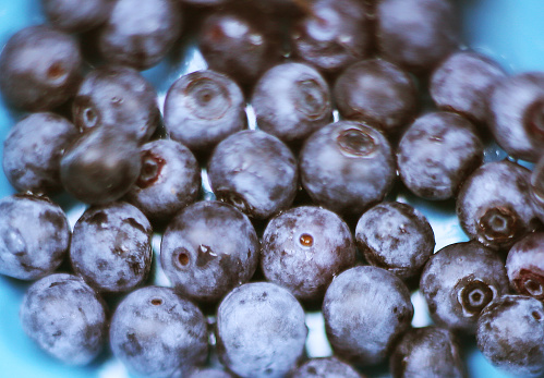 bilberry berries close up photo in blue bawl