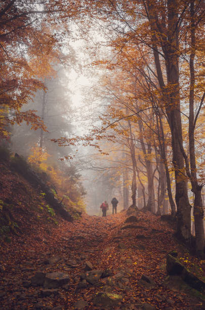 istock Road through a golden foggy forest 825001434
