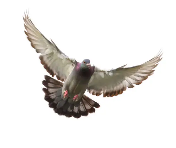 Photo of action of homing pigeon bird approaching to landing on ground isolated white