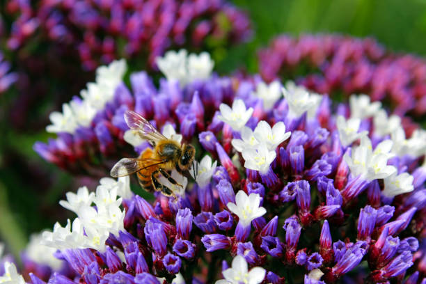 limonium e mel de abelha - limonium - fotografias e filmes do acervo