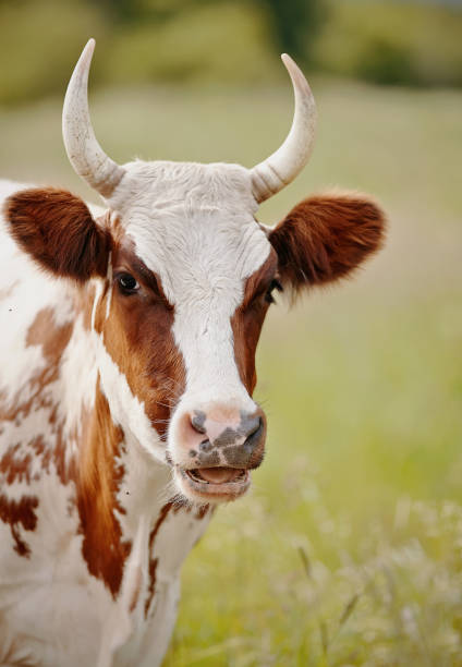 istock Portrait of a cow, white with red spots 825005710