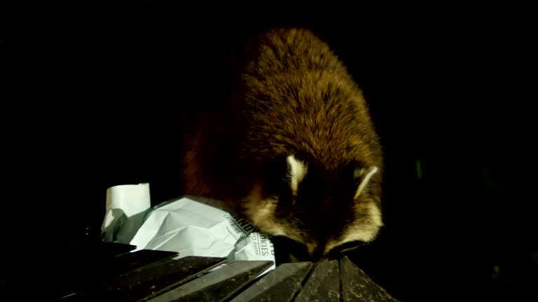 Trash eating raccoon