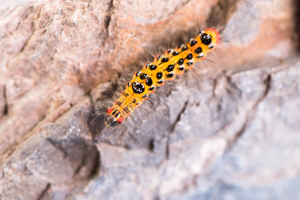 The yellow caterpillar climbs on the stone.