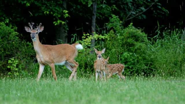 Whitetail deer fawns and doe