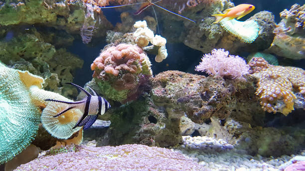 istock A beautiful tropical planted freshwater aquarium with Fish. 825008598