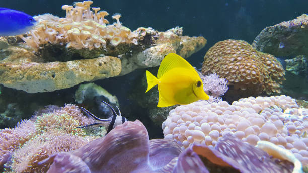 istock A beautiful tropical planted freshwater aquarium with fish. 825008812