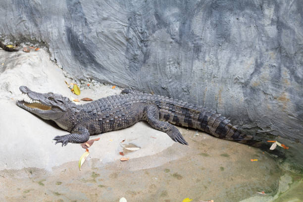istock Siamese Freshwater Crocodile is sleeping near the pond 825012084