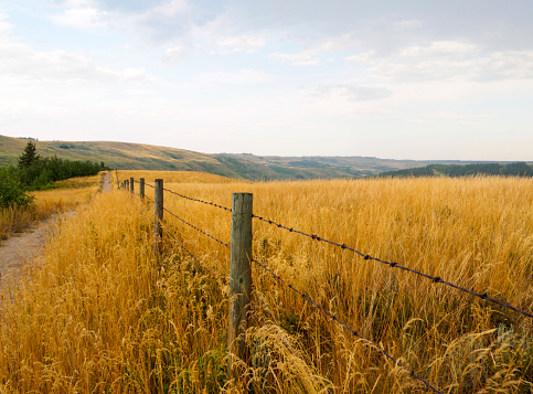 Barbed wire fence through the tall golden grass fields