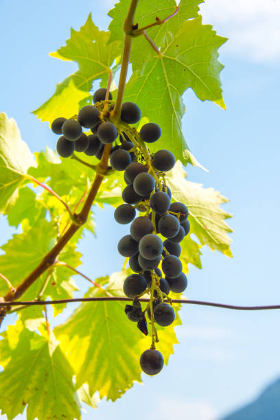 red grapes with green leaves on the vine by sunset - agriculture purple vine grape leaf imagens e fotografias de stock