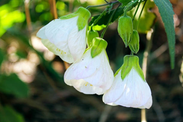 istock Flowers of Cherokee Rose 825020314