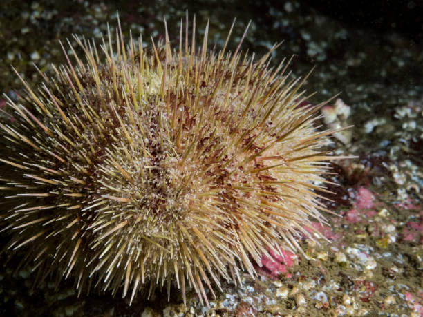 riccio di mar verde (strongylocentrotus droebachiensis) - green sea urchin immagine foto e immagini stock