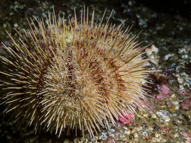 バフンウニ（strongylocentrotus droebachiensis - green sea urchin 写真 ストックフォトと画像
