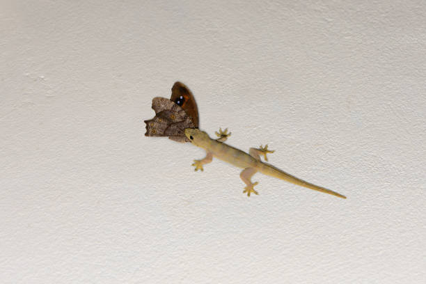 istock Common house gecko with butterfly in mouth 825026372