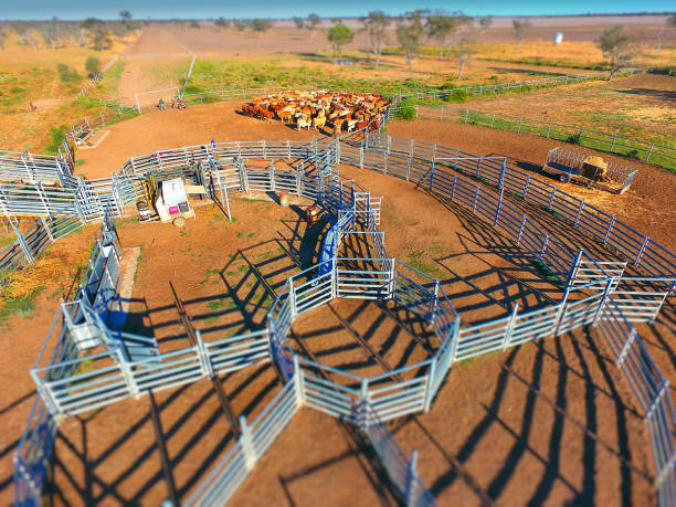 istock Aerial view of Outback Cattle mustering 825026852