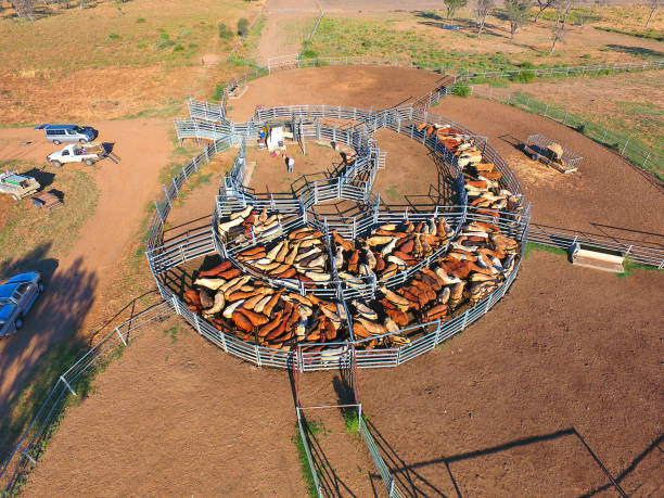 istock Aerial view of Outback Cattle mustering 825026942