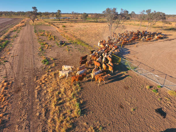 Cows feeding aerial view