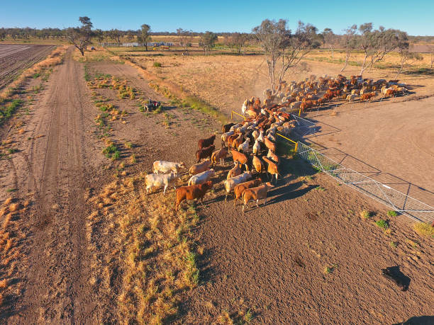 Aerial view of Outback Cattle mustering Aerial view of Outback Cattle mustering featuring herd of livestock cows and bulls in drought and dusty area. Ready for auction and cattle yards. Complete with sheep dogs and cowboy farmers. murray darling basin stock pictures, royalty-free photos & images