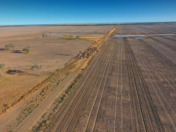 Aerial view of Outback Cattle mustering Aerial view of Outback Cattle mustering featuring herd of livestock cows and bulls in drought and dusty area. Ready for auction and cattle yards. Complete with sheep dogs and cowboy farmers. murray darling basin stock pictures, royalty-free photos & images
