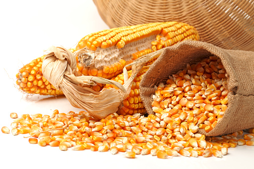An ear of dried, unshucked corn with piles of corn kernels