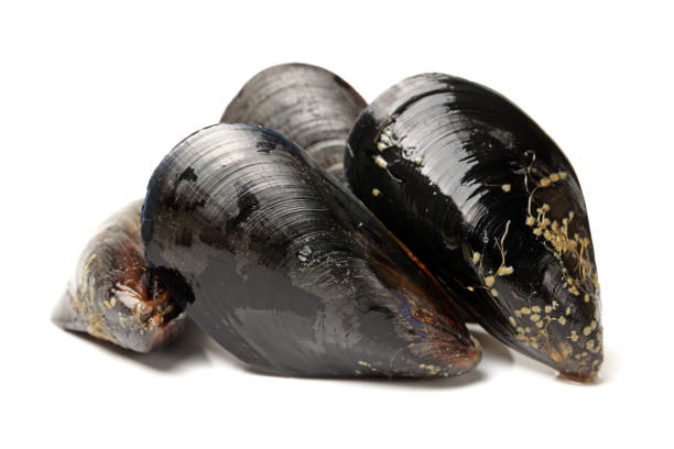 istock Raw blue mussels on a white background 825027636