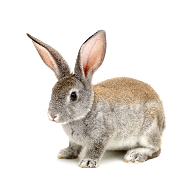 istock Baby Bunny on a white background 825027846