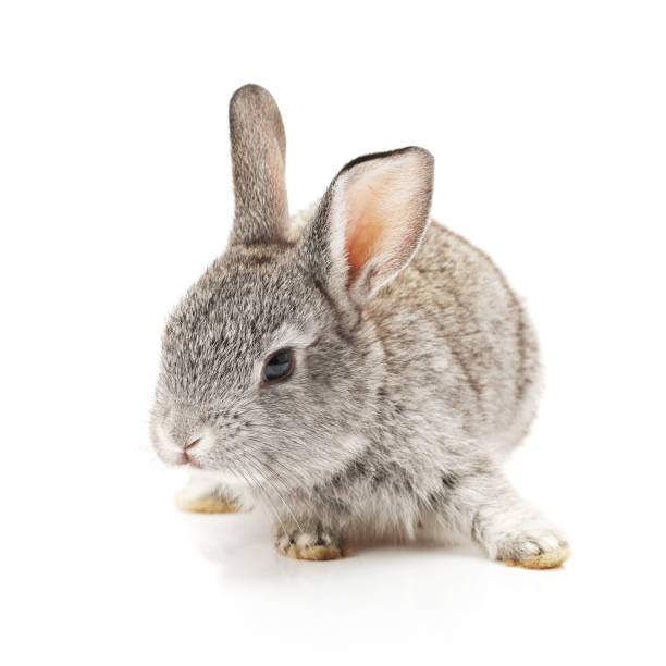 istock Baby Bunny  on the white background 825030008