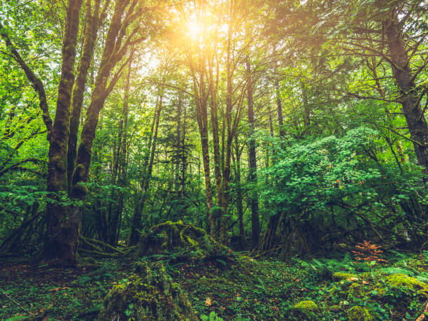 istock The density of a temperate rainforest 825030052