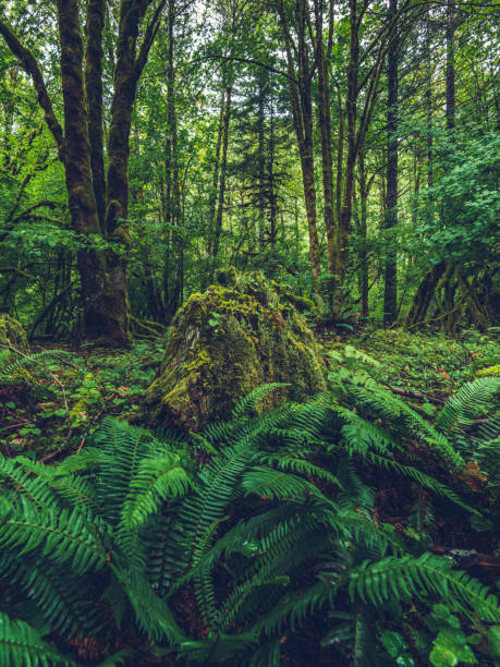 istock The density of a temperate rainforest 825030328