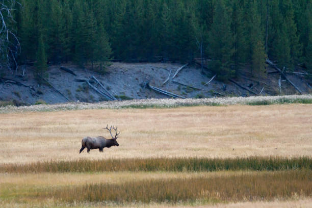 istock Bull Elk Grazing In Yellowstone Meadow 825031214