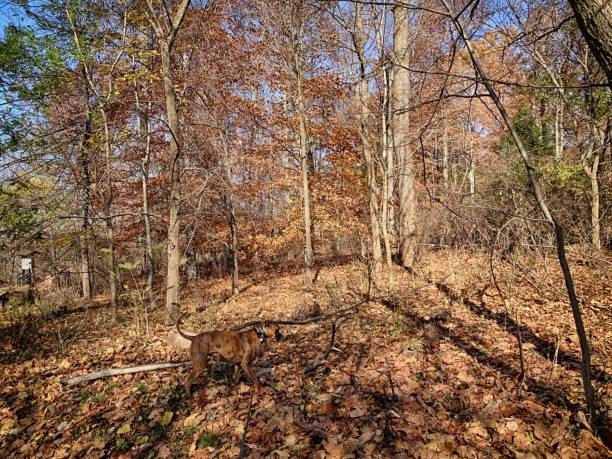 istock dog in the autumn woods 825031474