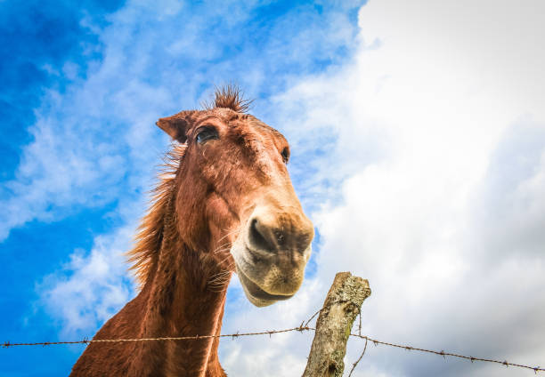 istock Horse, Donkey, Hinny, Mule 825031562