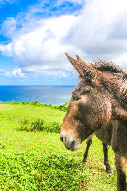 istock Horse, Donkey, Hinny, Mule 825031564