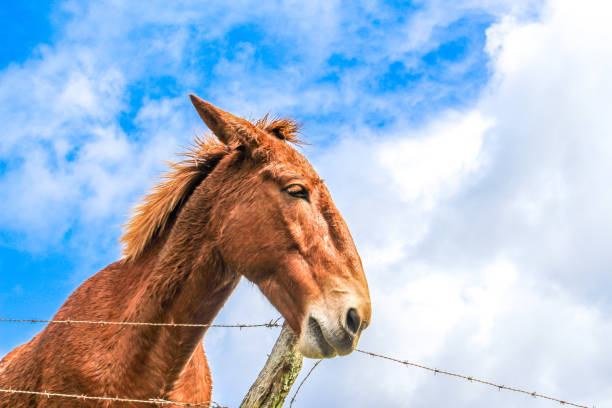 istock Horse, Donkey, Hinny, Mule 825031582