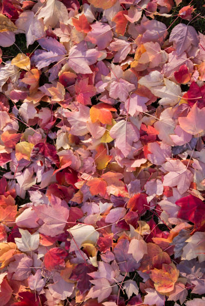 Autumn Maple Leaves Background stock photo