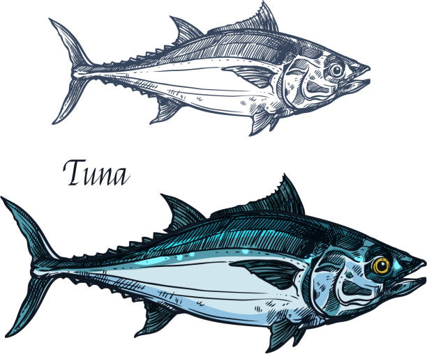 Tuna fish vector isolated sketch icon Tuna fish vector sketch icon. Isolated sea or atlantic mackerel scombridae fish species. Isolated marine fauna symbol for seafood or fish food restaurant sign emblem, fishing club or fishery market commercial tuna fishing stock illustrations