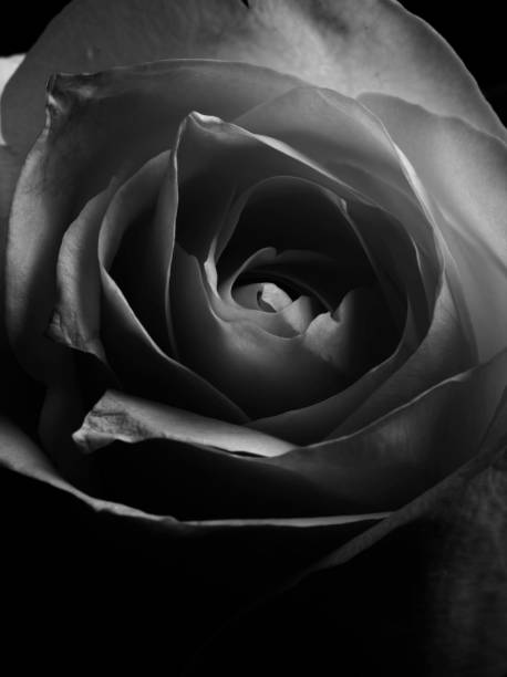 istock close up of rose flower 825038262