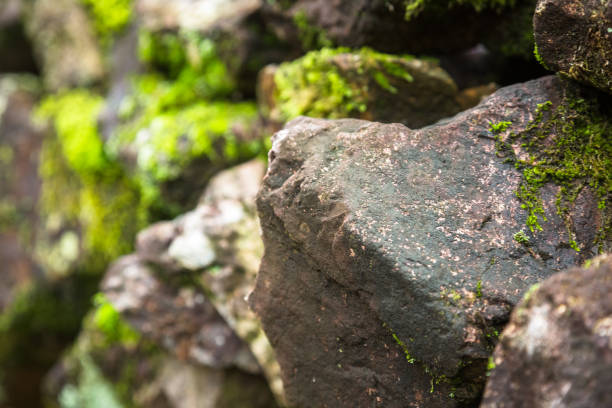 istock The grass and moss, small green on bolck stone 825038976